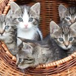 gatitos_4ce92f47_230522124302_1000x667