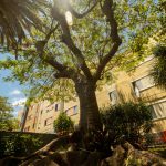 RS710145_FP-arbol-la-salud-010-scr