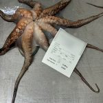 Pesca_Ilegal_Las_Palmas_editada_2