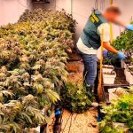 club-cannabico-1024x597