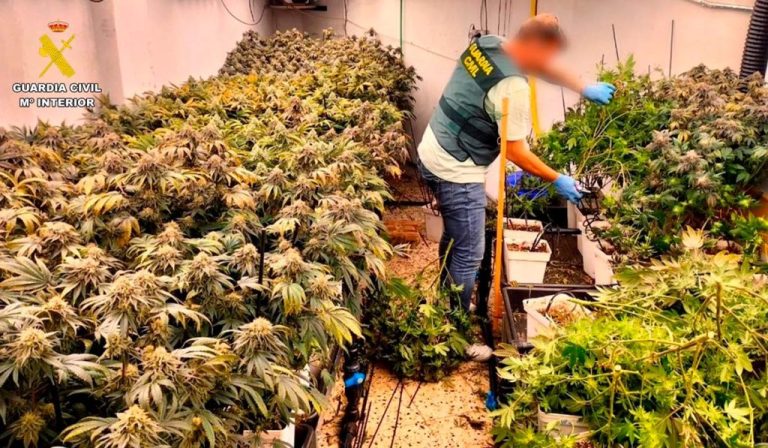 club-cannabico-1024x597