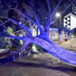 arbol-santa-curz-1024x597 (1)